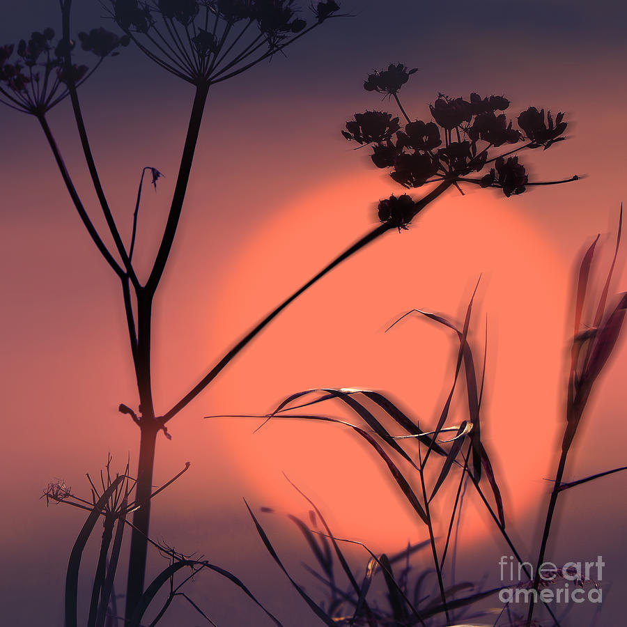 Sunset Grasses 6 Photograph by Paul Davenport
