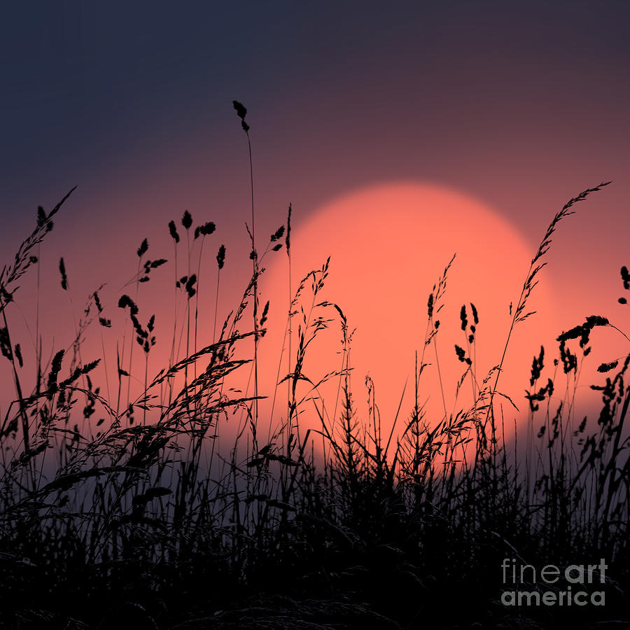 Sunset Grasses 7 Photograph by Paul Davenport