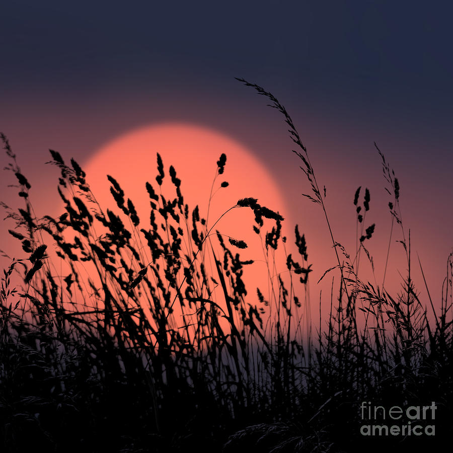 Sunset Grasses 8 Photograph by Paul Davenport