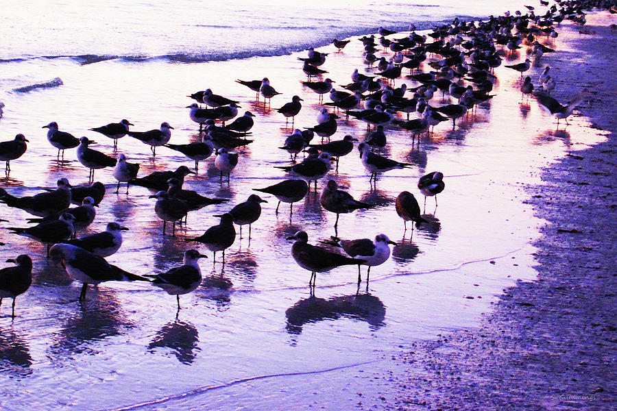 Sunset Gulls - Seagull Beach Art Photograph by Sharon Cummings
