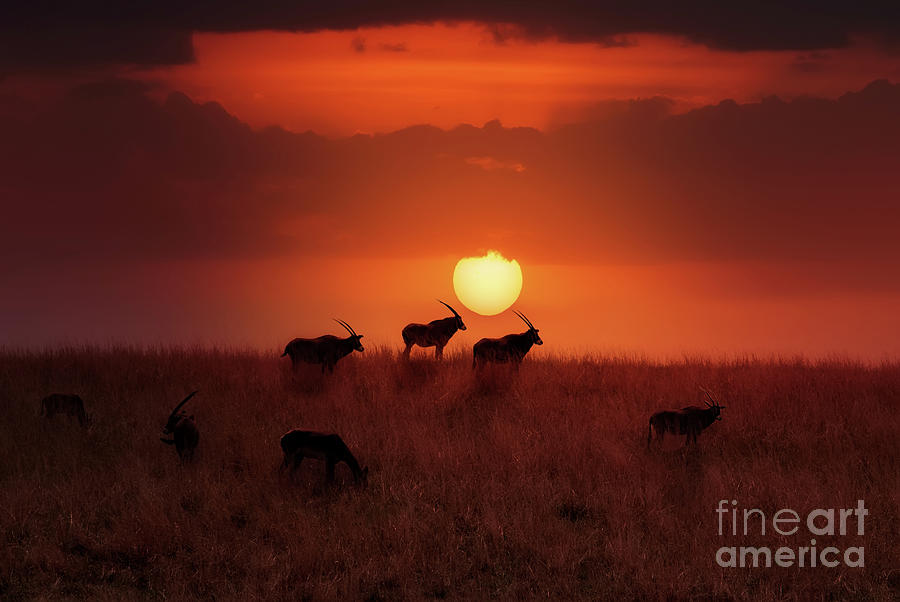Wildlife Photograph - Sunset Herd by Ed Taylor