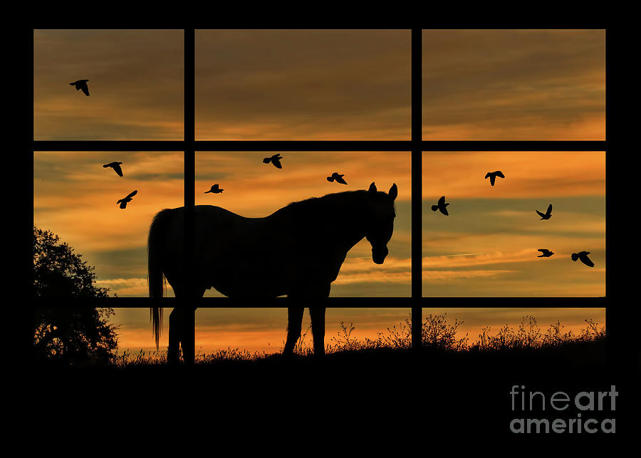 Sunset Horse and Birds through A Window Photograph by Stephanie Laird