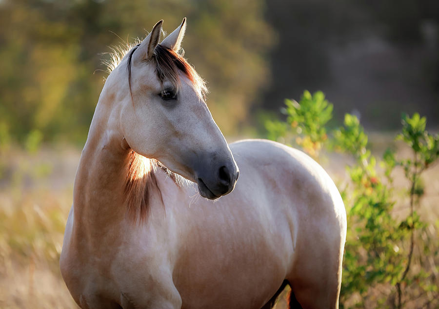 Sunset Horse Photograph by Athena Mckinzie - Fine Art America