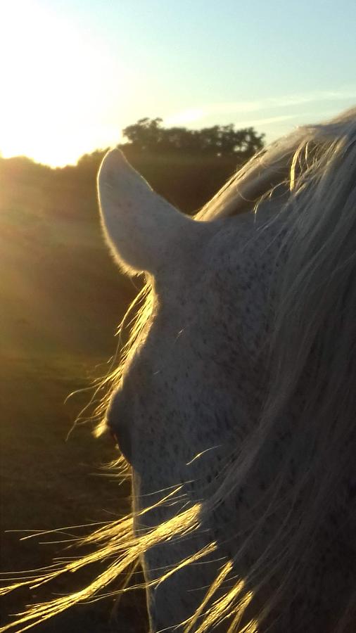 Sunset horse Photograph by Susan Baker