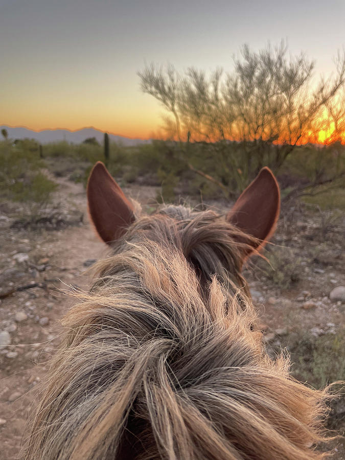 Sunset Horseback Ride Photograph by Monica Hughes