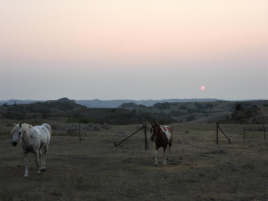 Sunset Horses Photograph by Amanda R Wright