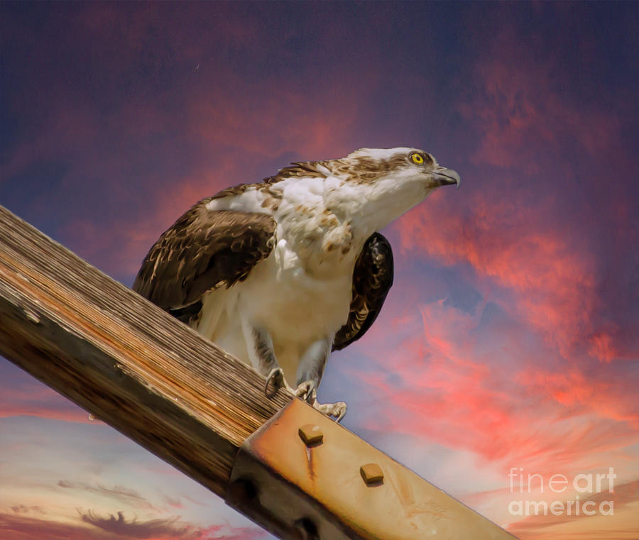 Sunset Hunter - River Hawk Photograph by Dale Powell
