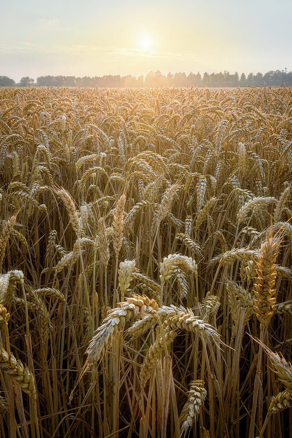 Sunset Photograph - Sunset in a wheat field by Patrick Van Os