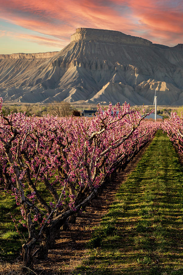 Sunset in Blooming Colorado Peach Orchard in Spring Photograph by Teri Virbickis