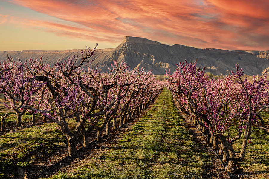 Sunset in Blooming Colorado Peach Orchard Photograph by Teri Virbickis