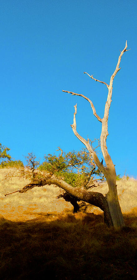 Half-dead Tree on a Grassy Ridge Photograph by Brandon Strellis Half-dead Tree on a Grassy Ridge Photograph by Brandon Strellis