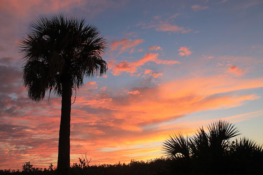 Sunset in Florida Photograph by Jindra Noewi