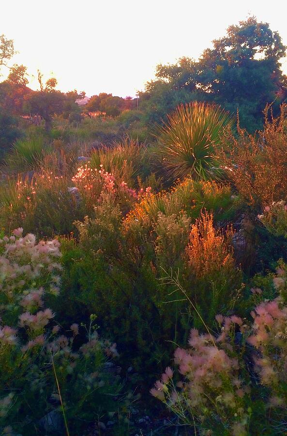 Sunset in the Brush Photograph by Brandon Strellis Sunset in the Brush Photograph by Brandon Strellis