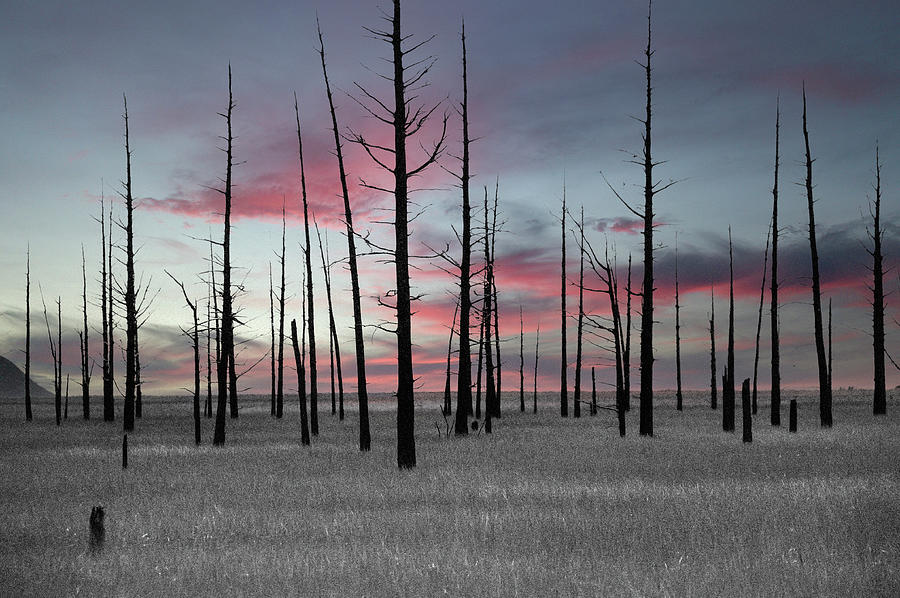 Sunset In The Cedar Swamp Photograph