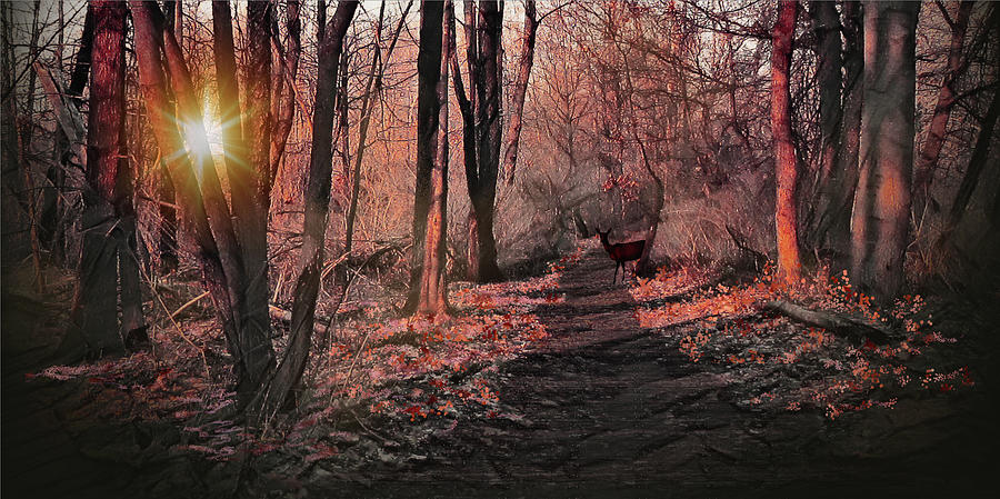 Sunset in the Forest Digital Art by Artful Oasis