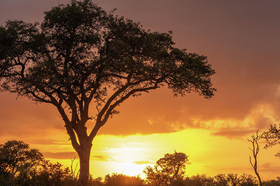 Sunset in the Kruger Photograph by MaryJane Sesto