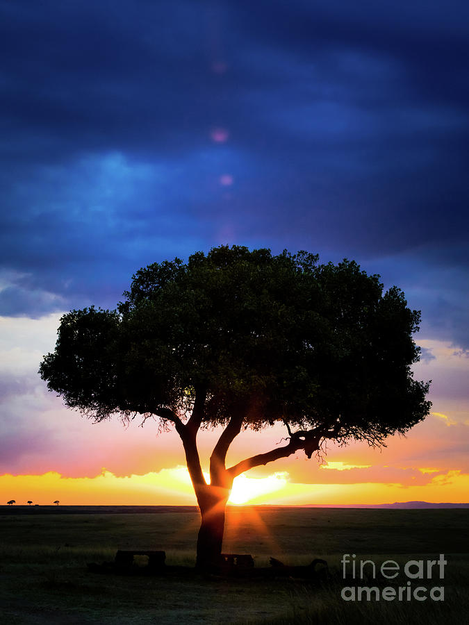 Sunset in the Masai Mara with tree silhouette Photograph by Jane Rix