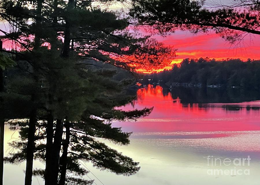 Sunset Photograph - Sunset  in the Pines by Barbie Corbett-Newmin