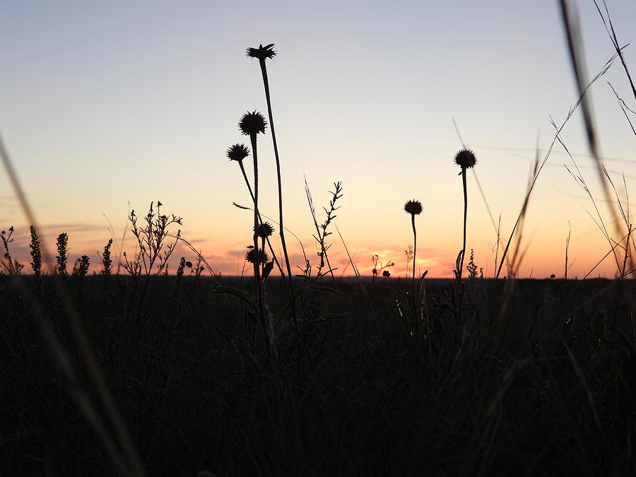 Sunset In The Prairie Grass Photograph by Amanda R Wright