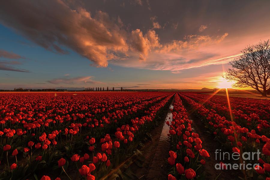 Tulip Photograph - Sunset in the Skagit Valley by Mike Reid