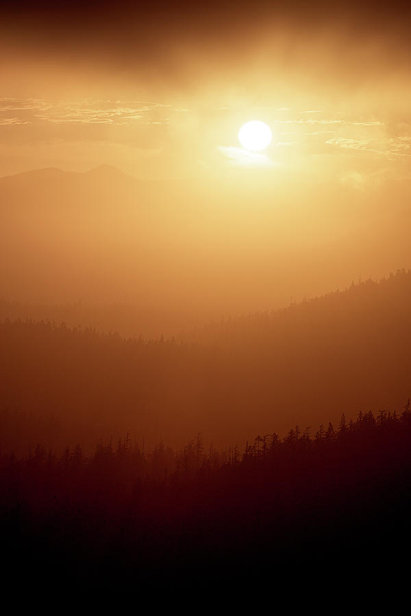 Sunset in the Vancouver Island rainforest - portrait orientation Photograph by Murray Rudd