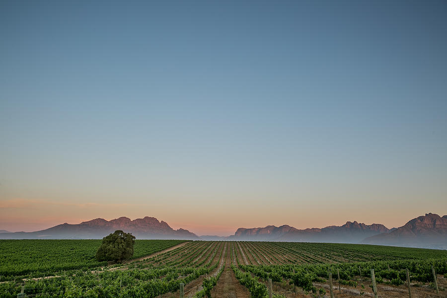 Sunset in the Winelands South Africa Photograph by Nattrass