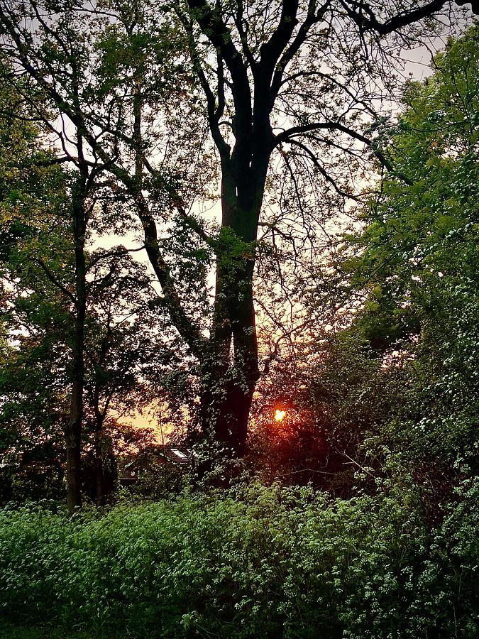 Sunset in the Woods Photograph by Gordon James
