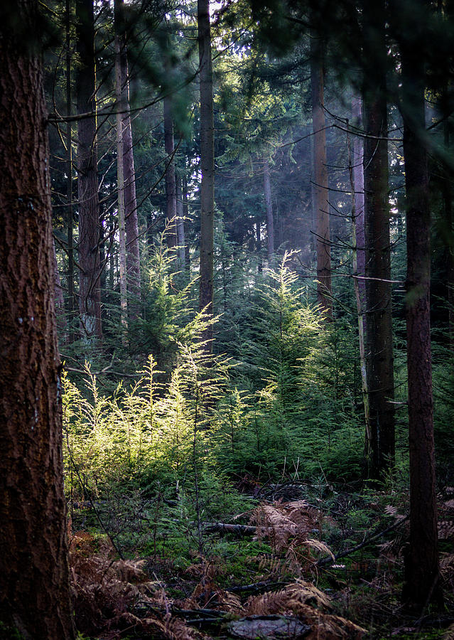 Sunset in woodland Photograph by Peter Hall - Pixels