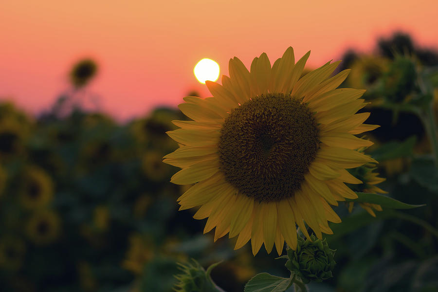 Sunset kissed sunflower Photograph by Jay Smith