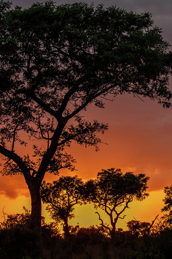 Sunset KNP Vertical Photograph by MaryJane Sesto