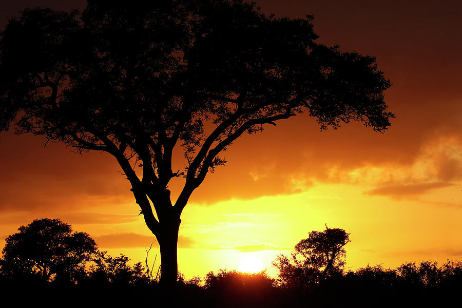 Sunset Kruger National Park Photograph by MaryJane Sesto