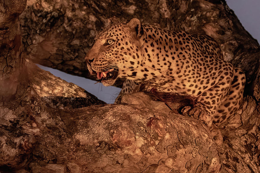 Golden Hour Leopard Photograph by MaryJane Sesto