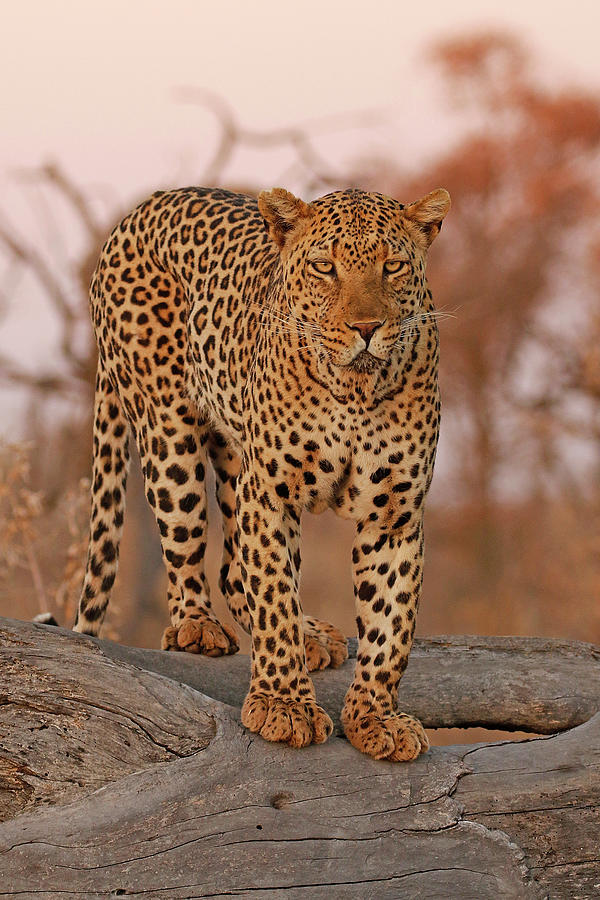 Sunset Leopard on a Branch Photograph by MaryJane Sesto