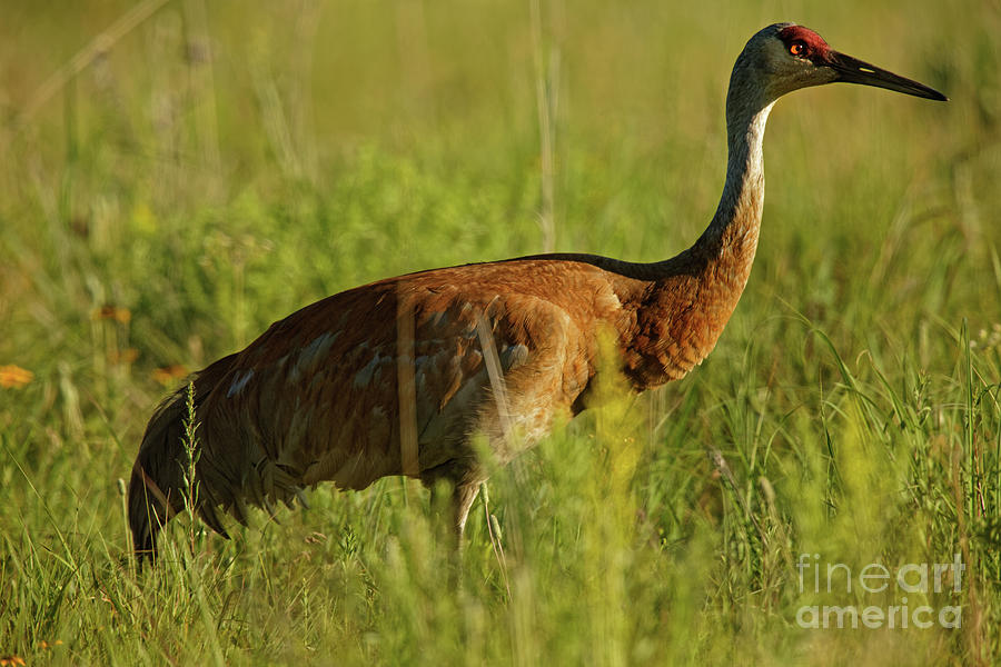 Crane Photograph - Sunset Lit Sandhill Crane by Natural Focal Point Photography