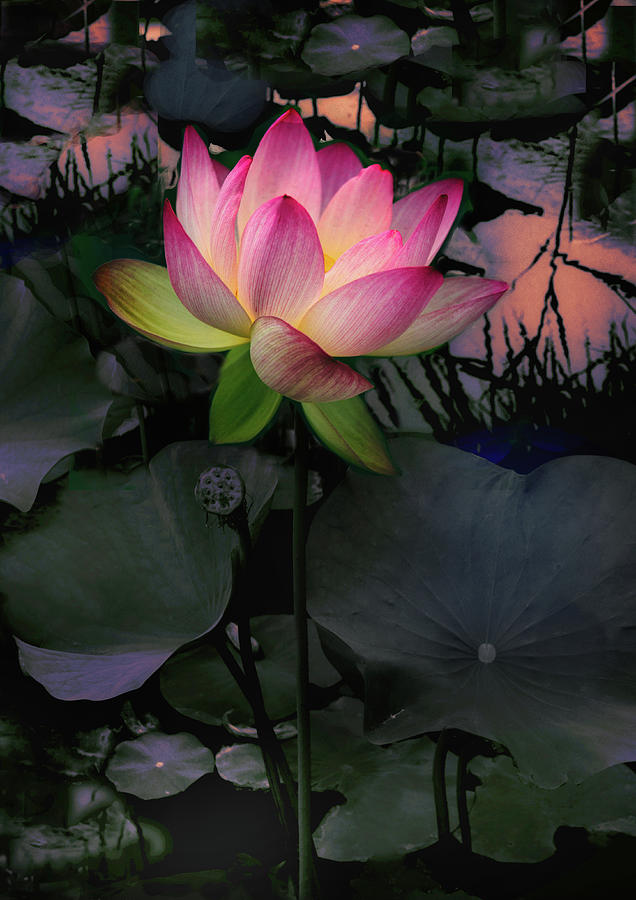 Sunset Lotus Photograph by Jessica Jenney