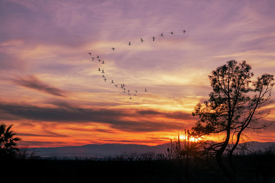 Sunset Migration Photograph by Frank Wilson