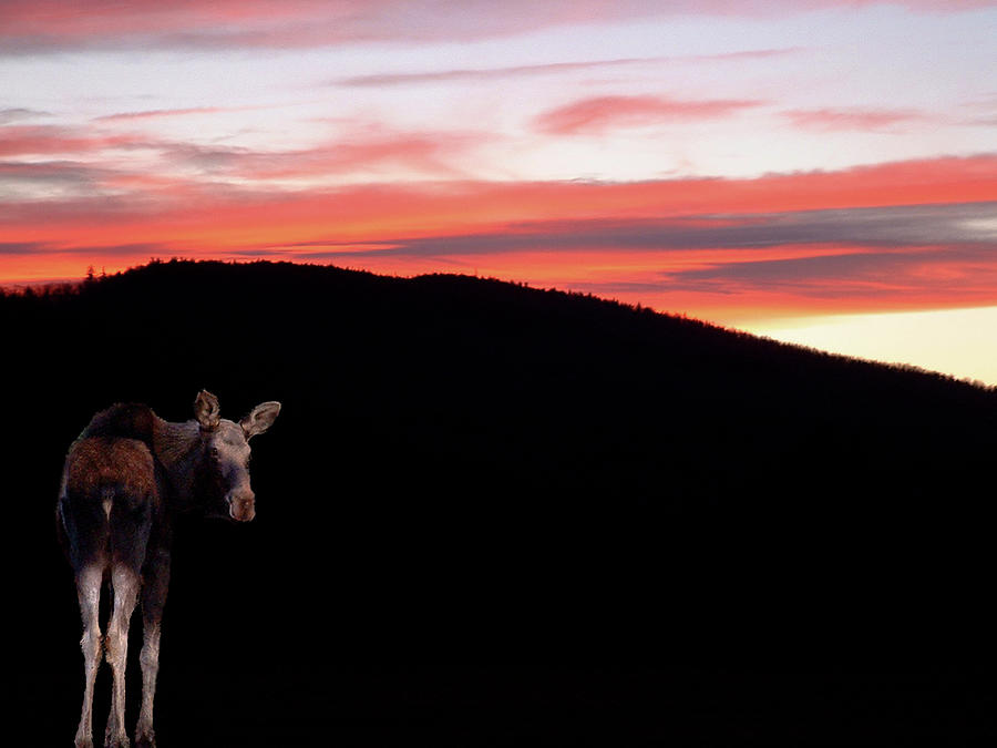 Sunset Moose Photograph by Wayne King