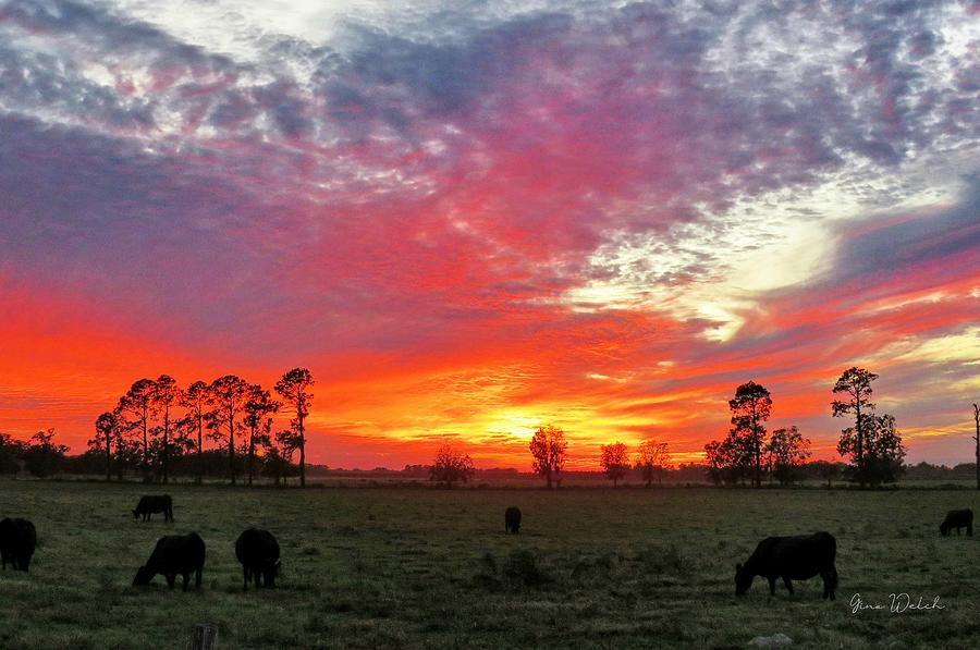 Nature Photograph - Sunset N Cows by Gina Welch