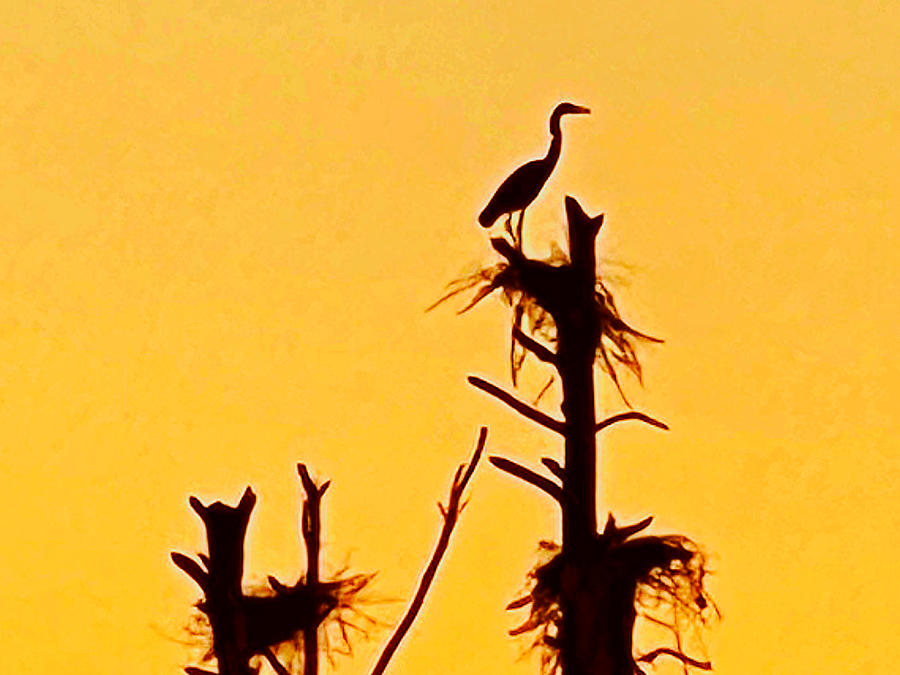 Sunset nesting  Photograph by Stephen Dorton