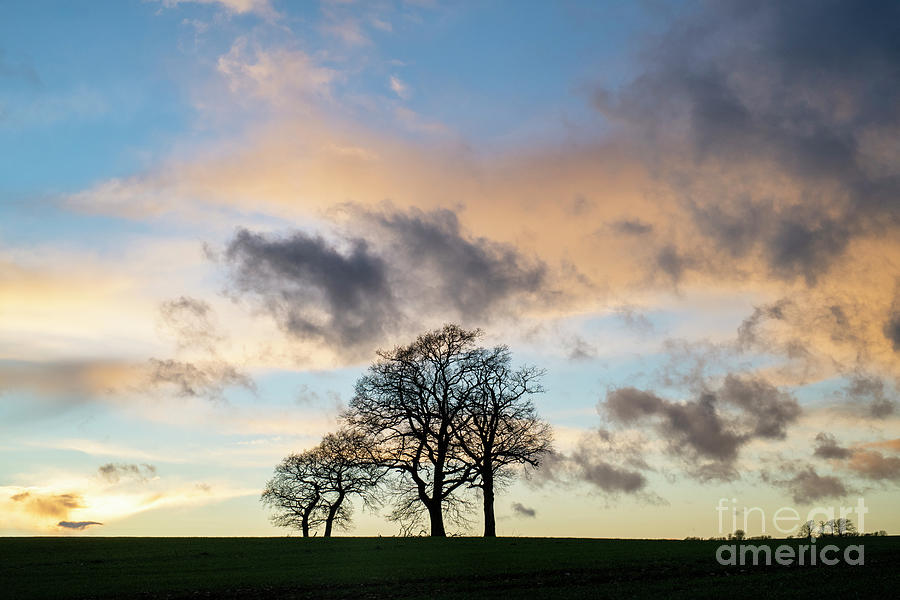 Sunset Oak Trees at Leafield Cotswolds Oxfordshire Photograph by Tim Gainey