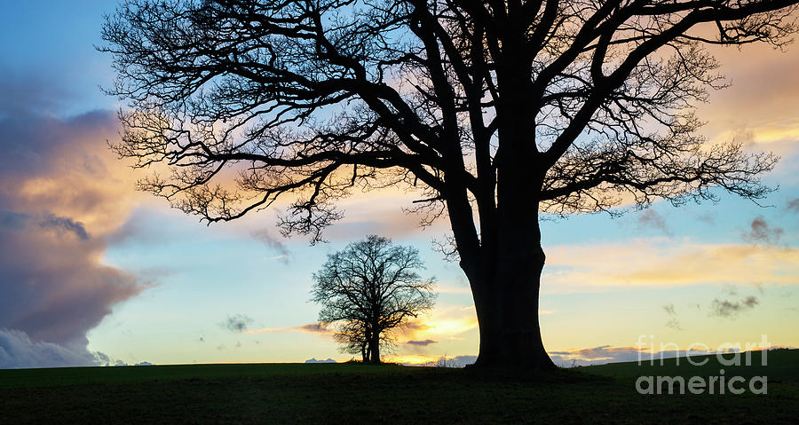 Sunset Oak Trees at Leafield Cotswolds Photograph by Tim Gainey