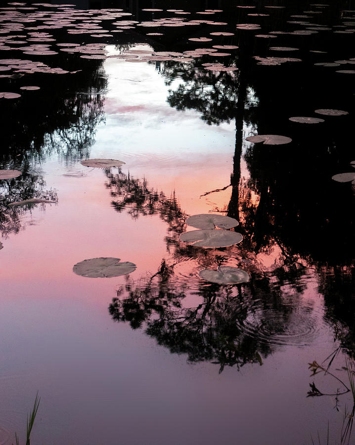 Sunset on a Florida pond Photograph by Karen Rispin