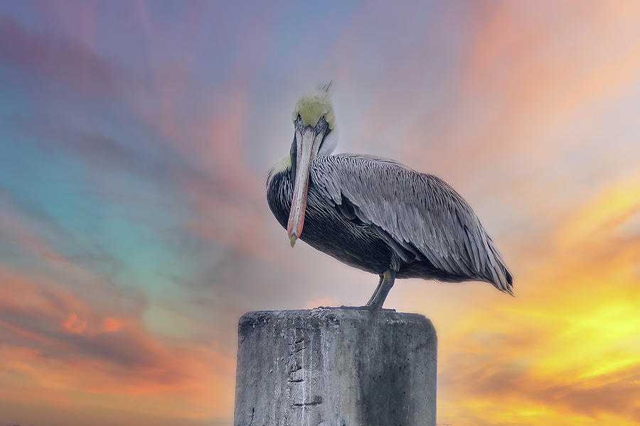 Pelican Photograph - Sunset on Mr Pelican by Steve Rich