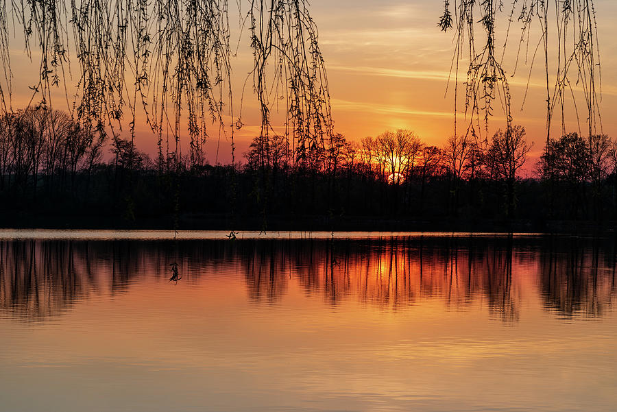 Sunset On Pond With Trees On The Background And Willow Branches
