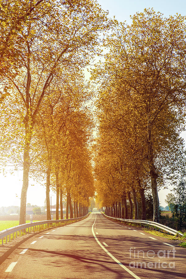 Sunset on strewn asphalt road with trees in autumn season Photograph by Gregory DUBUS