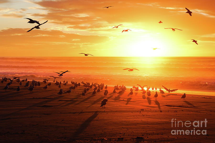 Sunset on the beach and flock of seagulls, California  Photograph by Hanna Tor