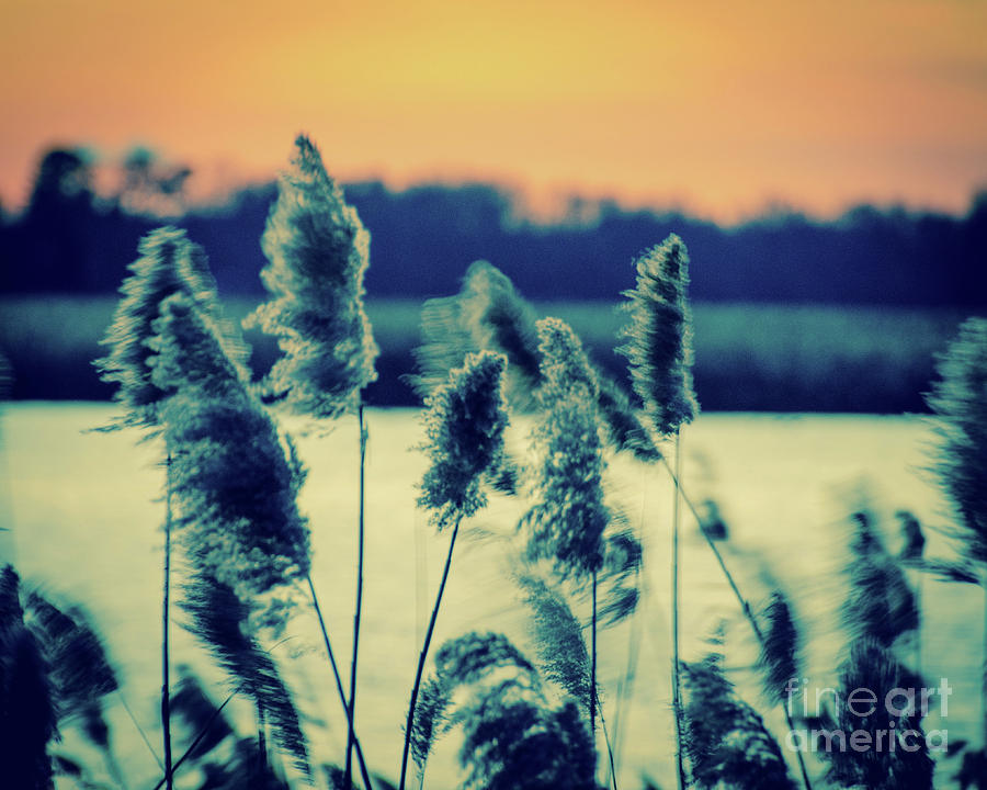 Sunset on the Marsh with Grasses Movement Nature Landscape Photo Photograph by PIPA Fine Art - Simply Solid