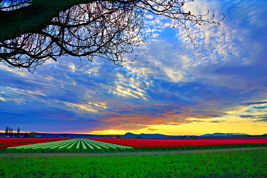 Sunset On Tulip Fields Photograph by Bill TALICH