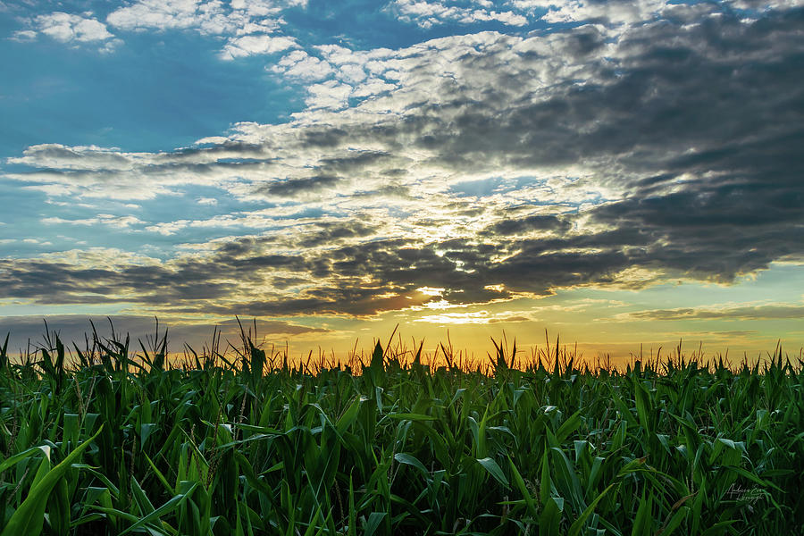 Sunset Over A Cornfield On A Farm Photograph by Andreea Eva Herczegh