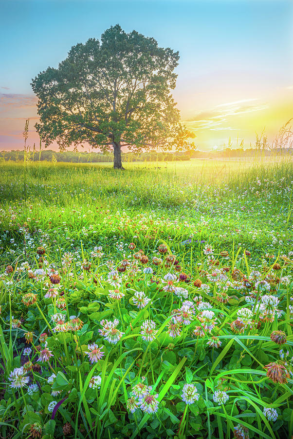 Sunset Over a Field Of Clover Flowers Mississippi Photograph by Jordan Hill